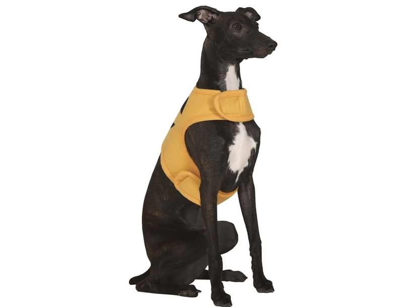 Græskar Kostume Til Hund