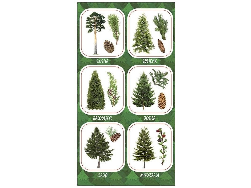 Ranok klistermærker frugter af nåletræer