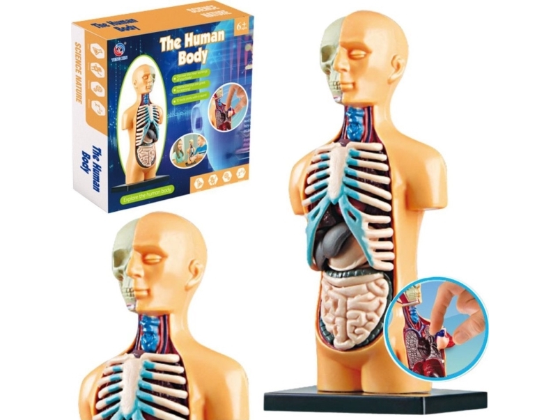 Leantoys Anatomisches Lernmodell – Menschlicher Körper Organe