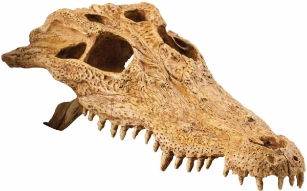 HAGEN KROKODILLE KRANIE DEKORATION