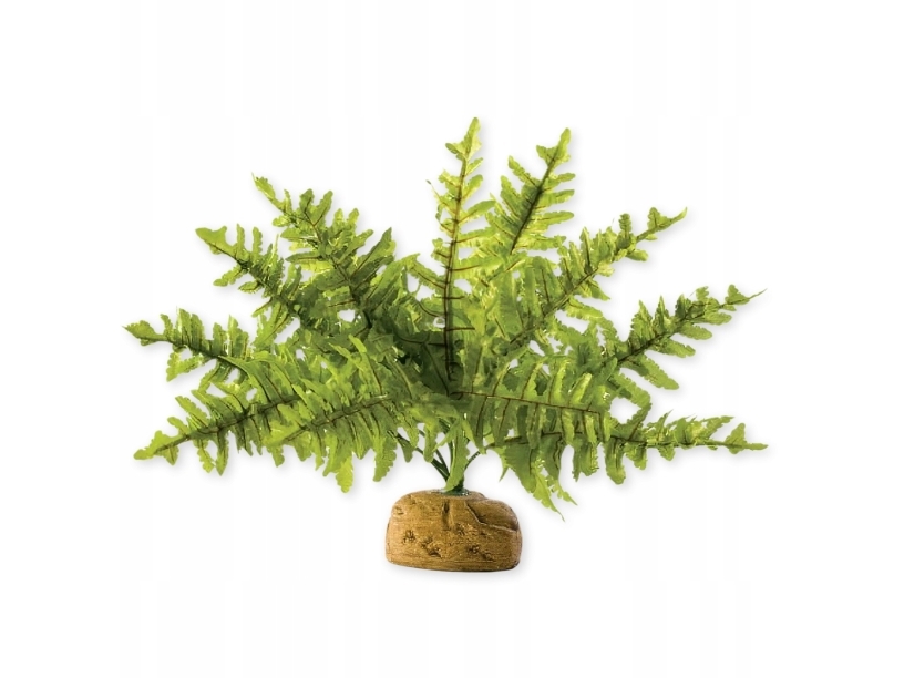 Hagen Hag.Rosl.D/Terra Rainforest Boston Fern 22Cm 2990 - 58780