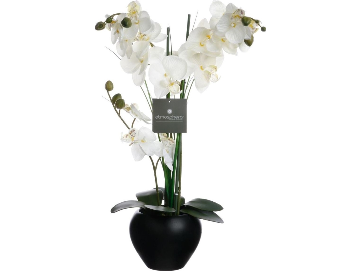 Orchidėja „Atmosphera“ Juodame Vazone, 53 Cm