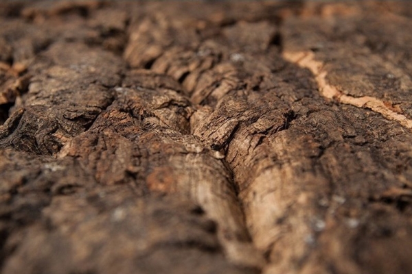 Terra Natura Terrarium tausta, VIRGIN korkkitaulu 30x30cm (alkuperämaa : Portugali)