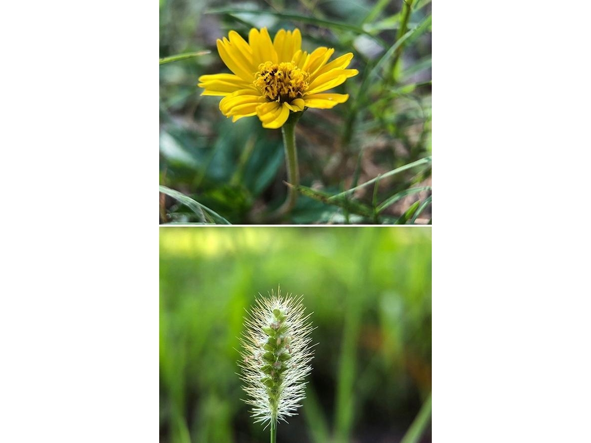 Apexel 100Mm Hd Super Macro Lens Til Telefon / Hb100mm Super Macro Lens