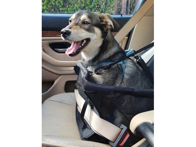 Purlov Purlov säte hundtransport 20973 | Sällskapsdjur - Katt - Transport burar & Väskor | GameStuff