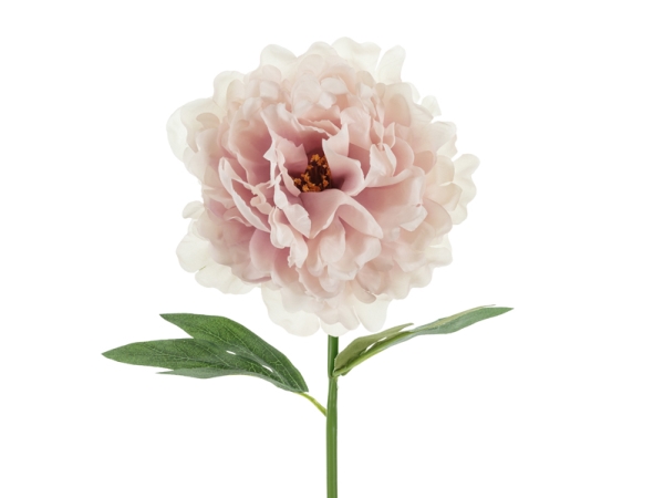 Rosa Bonderose, 1 Stück