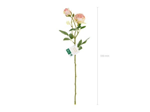 Lys Rosa Rose, 1 Stk