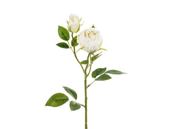 Helle Creme Rose, 1 Stück