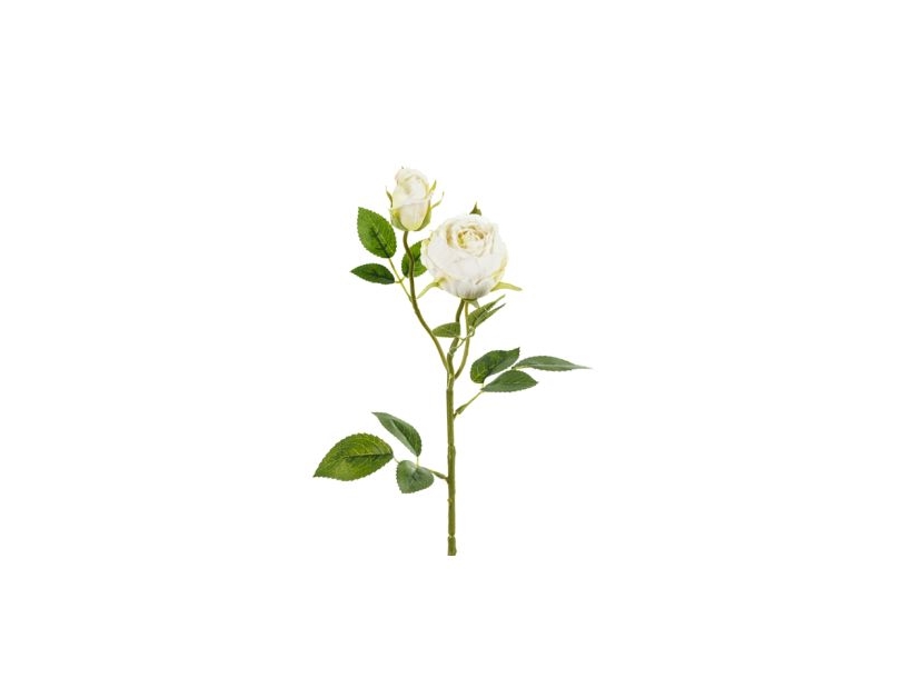 Lys Creme Rose, 1 Stk