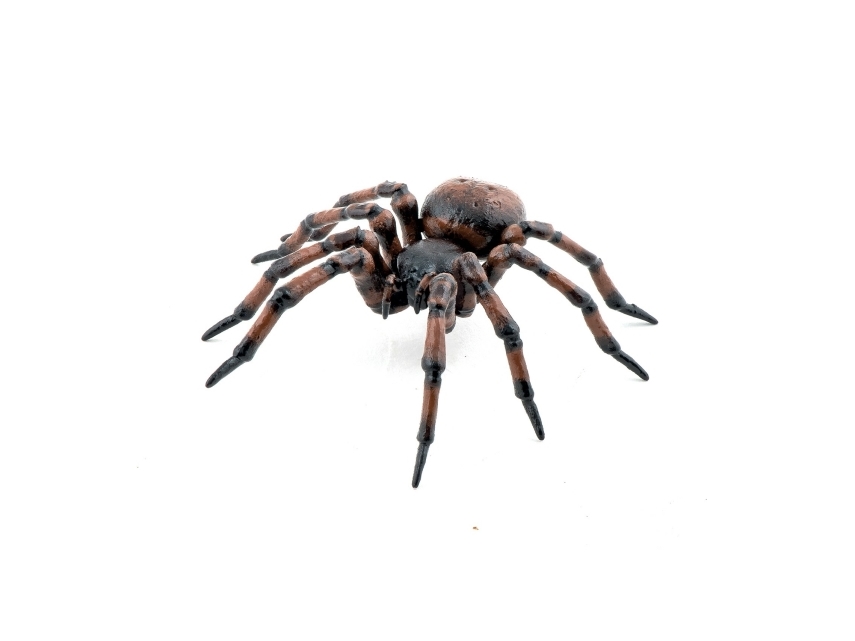 Papo Gemeine Spinne, Schwarz, Braun, 1 Stück(E)