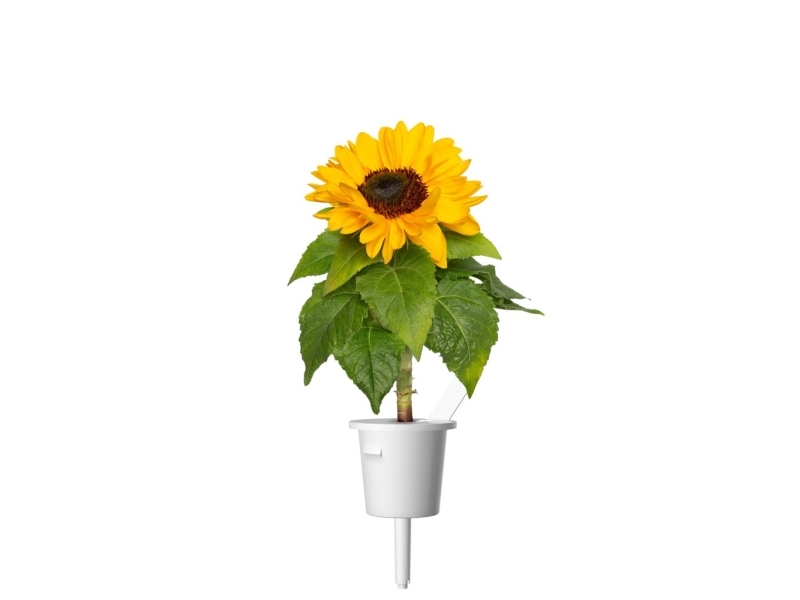 Click &amp Grow Smart Garden Refill Mini sunflower 3pcs | Smarta hem - Smart Klimatkontroll - Smart Garden | GameStuff