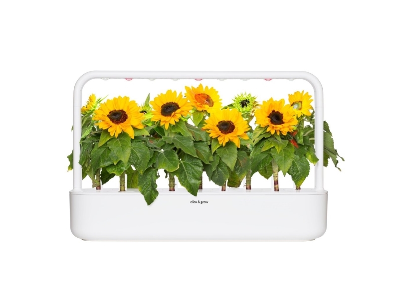 Click & Grow Smart Garden Nachfüllpack Mini-Sonnenblume 3 Stk.