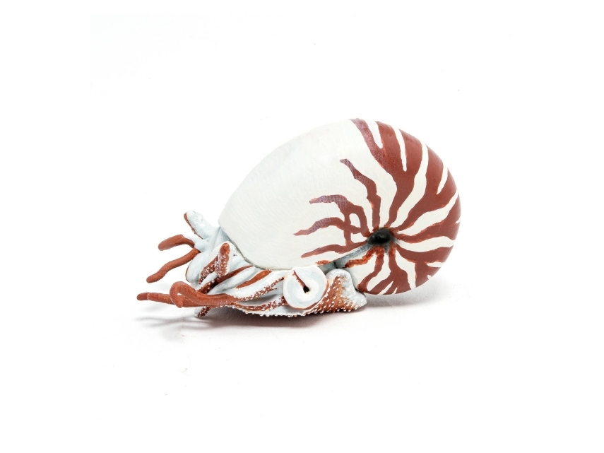 Papo Nautilus, 3 Jahr(E), Braun, Weiß, 1 Stück(E)
