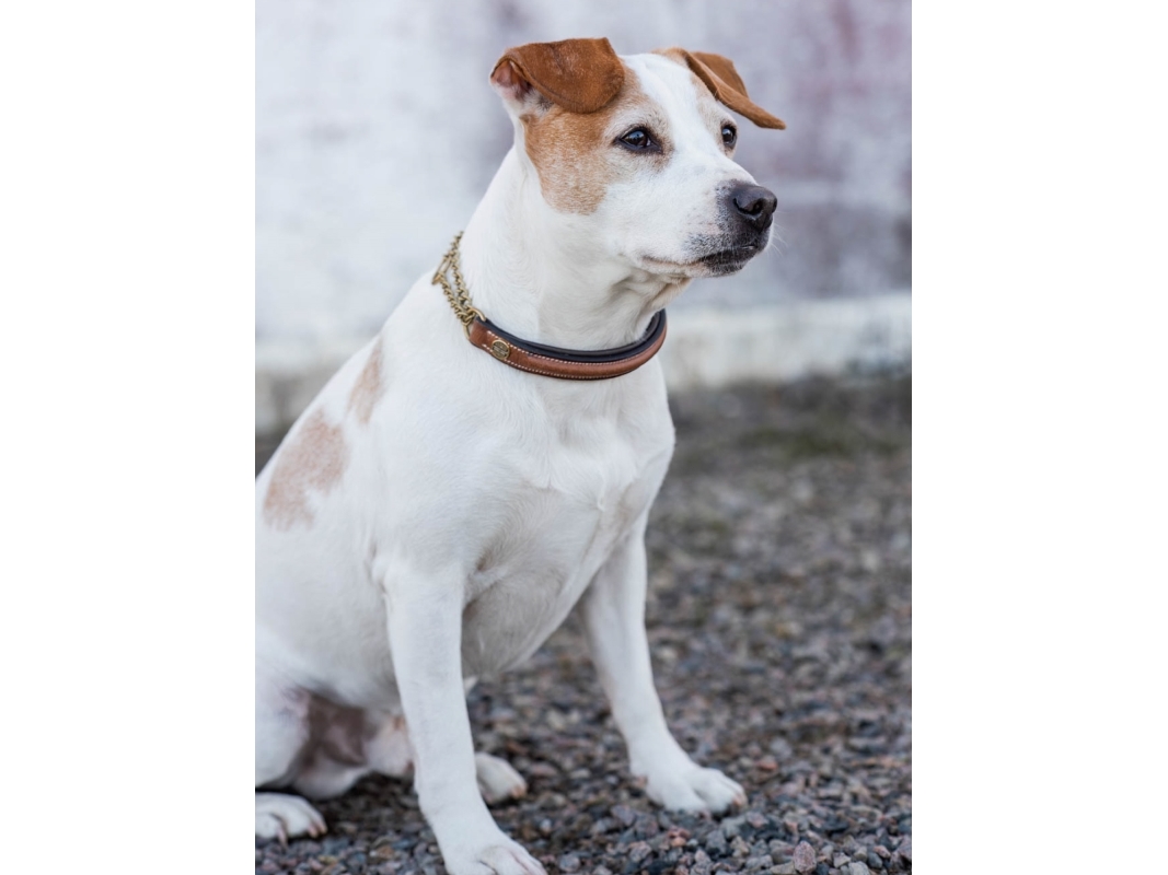 Jacson Asti Hundhalsband Halvstryp Brun 55cm 55cm | Sällskapsdjur - Hund - Andra tillbehör | GameStuff