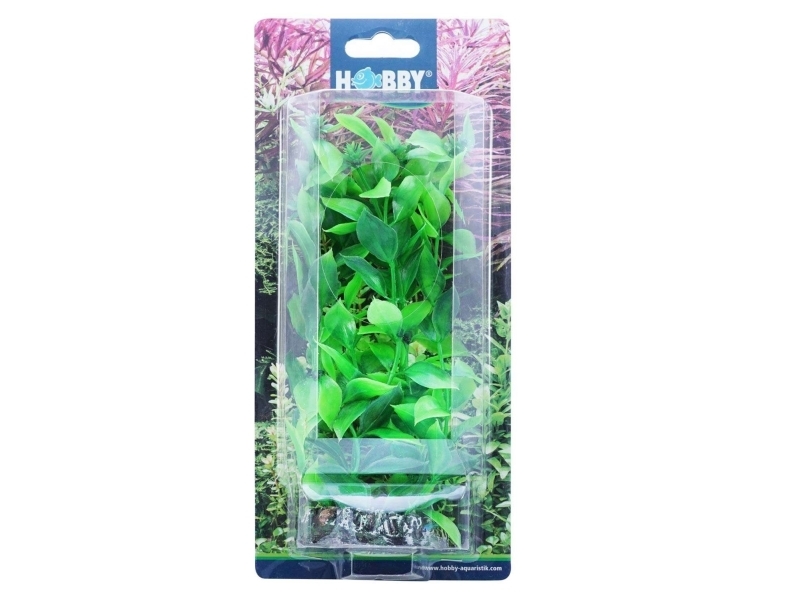 Dohse Hygrophila, 20 cm