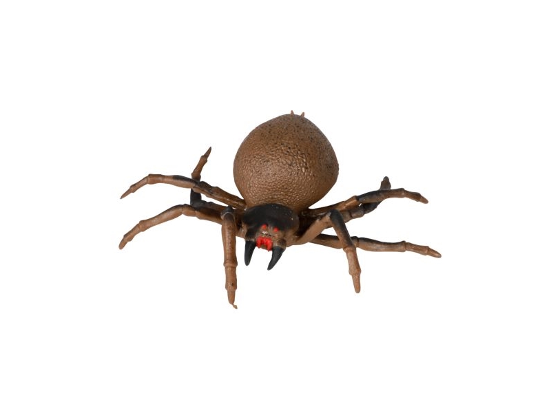 Braune Gummispinne