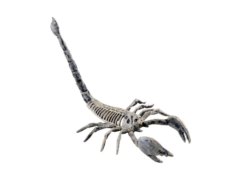 Skorpion-Skelett, 25 Cm
