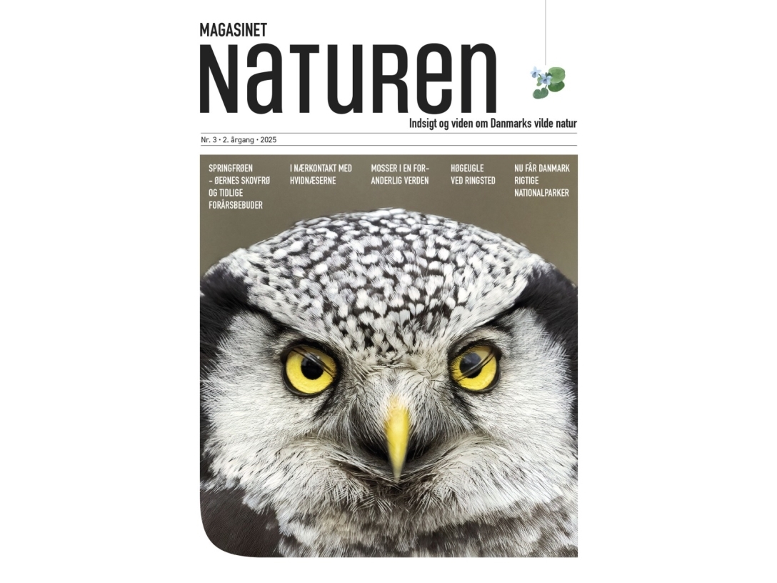 Magasinet Naturen Nr. 3 - 2025 | Morten Top Og Klavs Holm | Sprache: Dänish