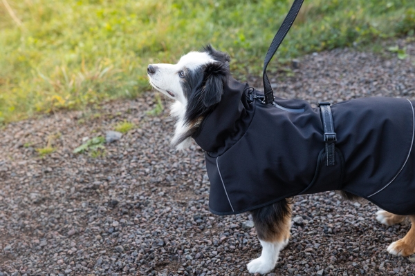 Dogman Softshell Hundedecke Schwarz 25Cm