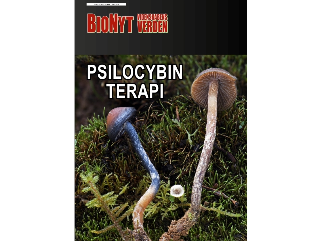 Psilocybin-terapi | Ole Georg Terney