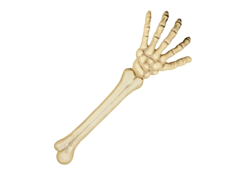 Skelet Arm, 46 Cm