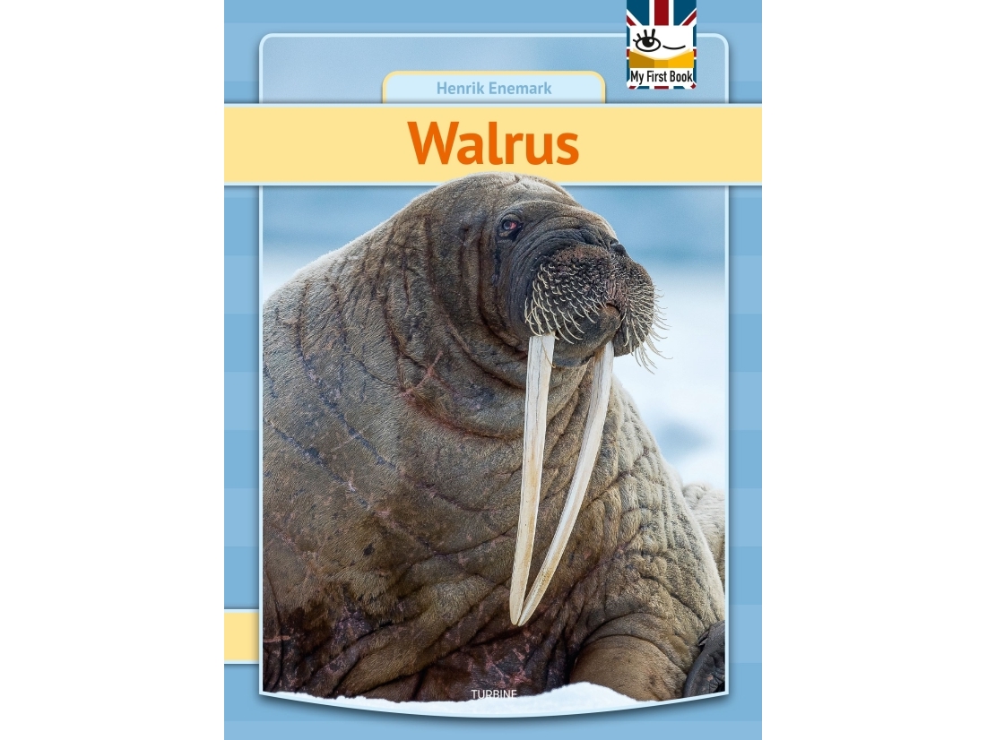 Walrus | Henrik Enemark