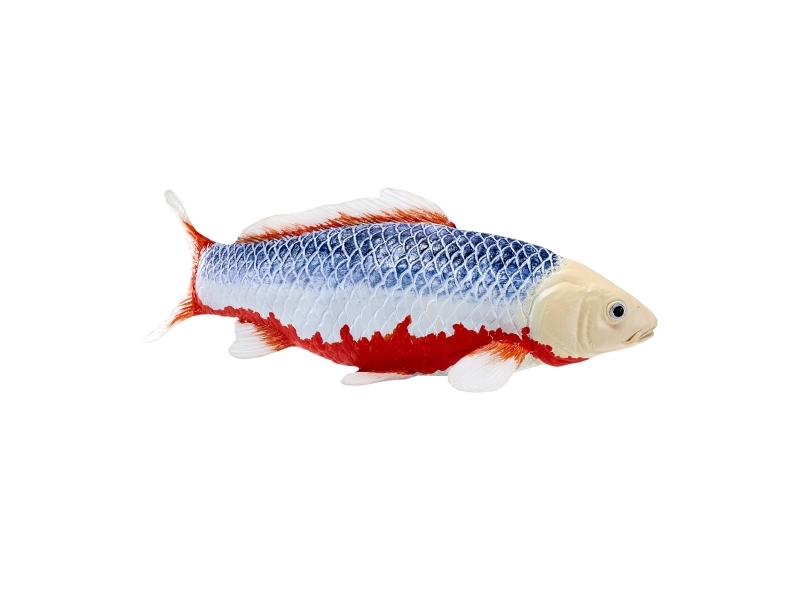 Mojo Sealife Koi Carp - Asagi Koi