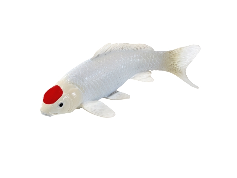 Koi Carp - Tancho Koi (red dot) | Utomhus - Fiskeredskap - Tillbehör | GameStuff