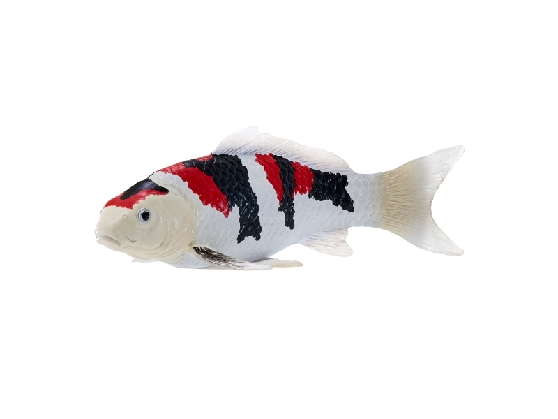 Koi Carp - Showa Sanshoku Koi (trefärgad) | Utomhus - Fiskeredskap - Tillbehör | GameStuff