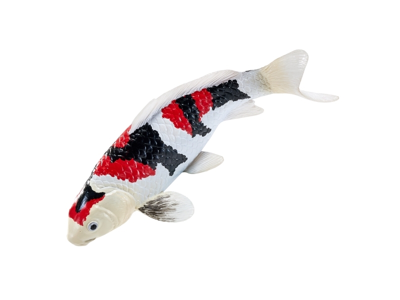 Koi Carp - Showa Sanshoku Koi (Tri colour)