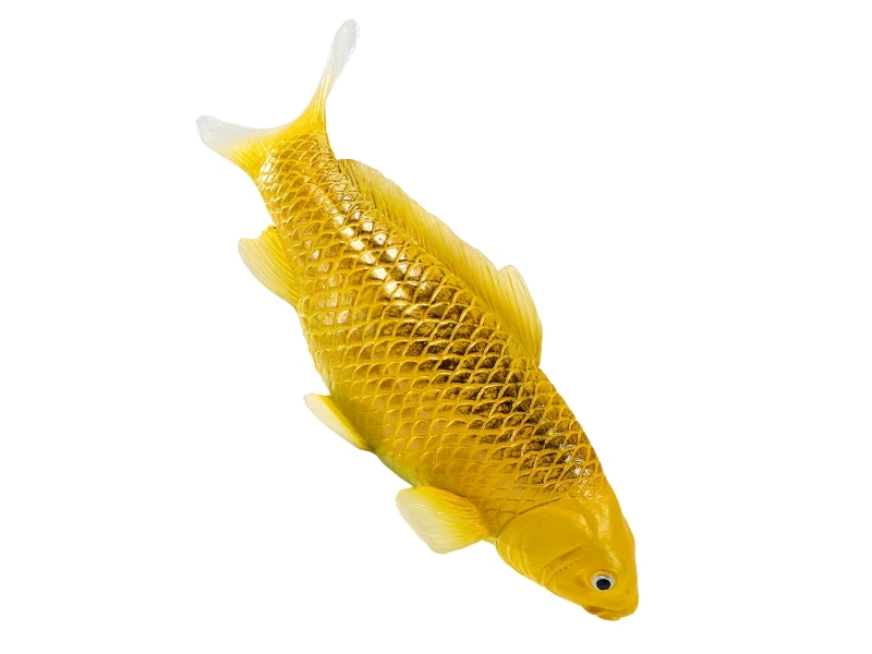 Koi Carp - Kin Matsuba Koi (Gold)