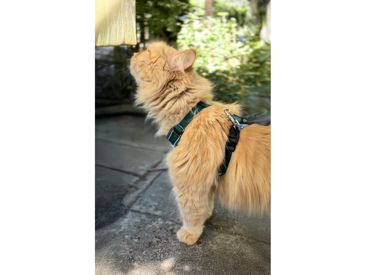 Dogman Air Mesh Sæt til Kat Grøn