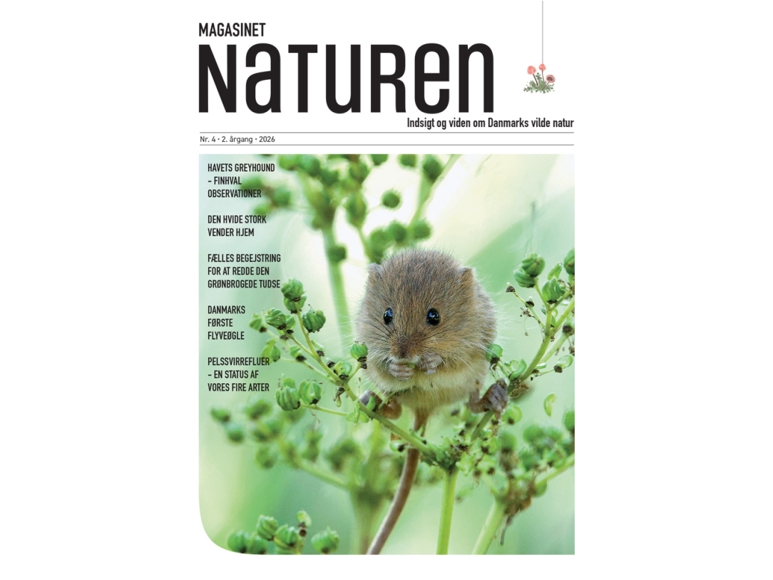 Tidningen Naturen nr 4 - 2026 | Morten Top och Klavs Holm | Kieli: Tanska
