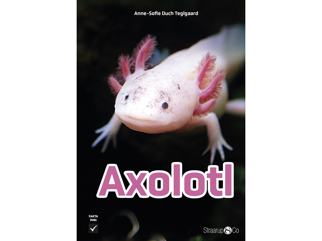 Axolotl | Anne-Sofie Duch Teglgaard