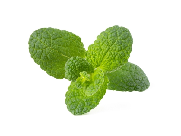 Click & Grow SGR79x3, Spiselig plante, Apple mint, Startsæt, 7 - 14 dage, 18 - 30 °C, 3 stk