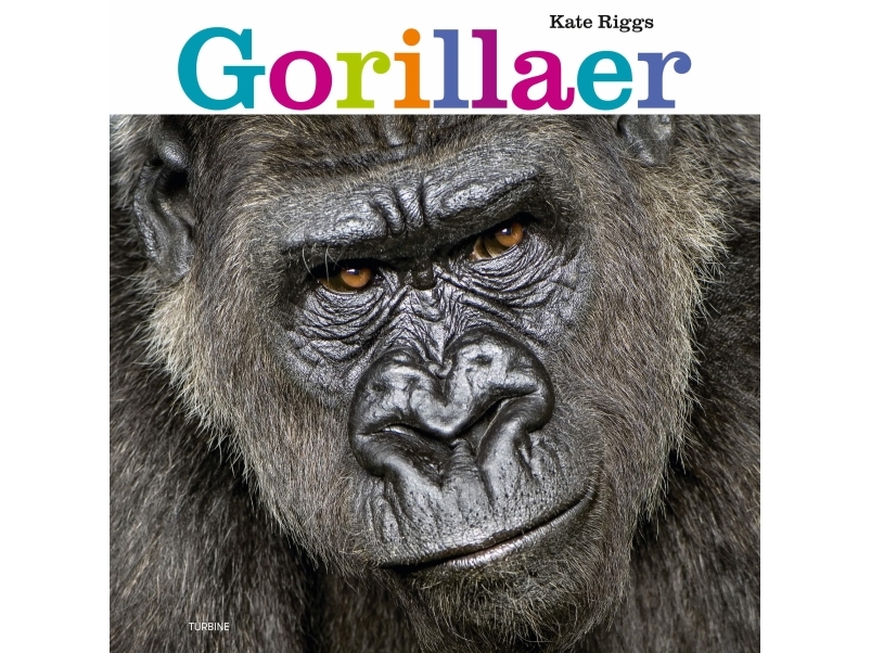 Gorillaer | Kate Riggs