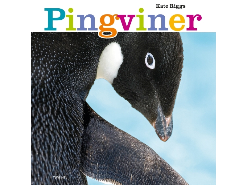 Pingviner | Kate Riggs