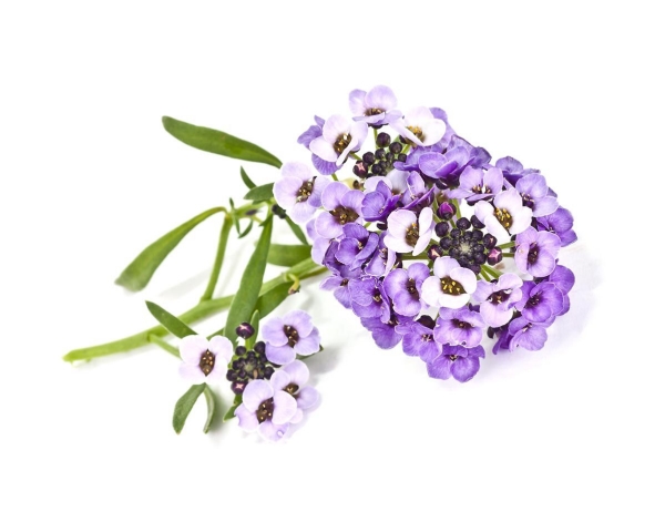 Click & Grow Süße Alyssum Pflanzenschoten, Zierpflanze, Felsensteinkraut, Starter-Set, 7 - 14 Tag(E), 18 - 24 °C, 3 Stück(E)