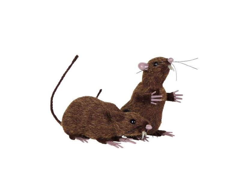 Ratten, 2 Stück