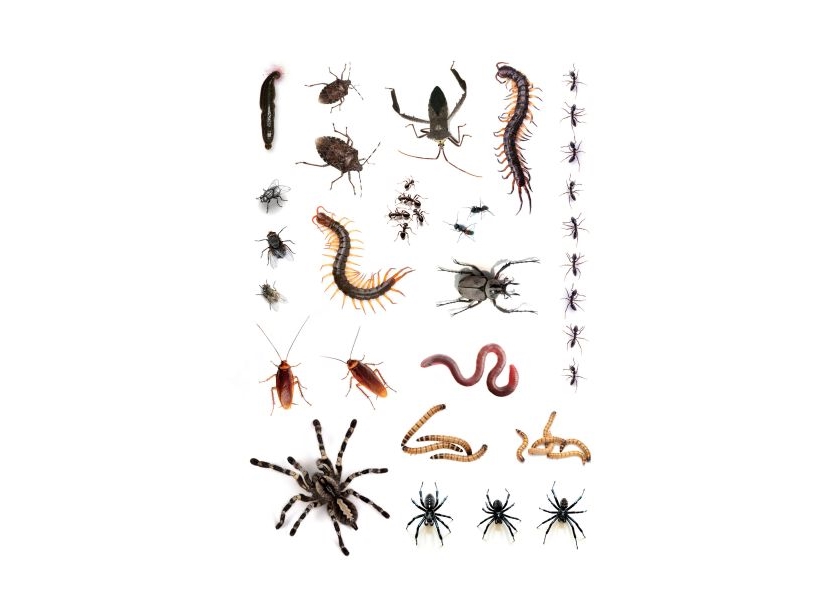 Krybende Insekter Tatoveringer