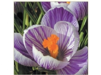 DA VINCI Karnet Kwiat Krokus DaVinci + koperta ( B2W 202 005) Barn & Bolig - Dekorasjon - Gaveartikler