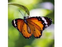 Museums & Galleries Karnet kwadrat z kopertą Tiger Butterfly Barn & Bolig - Dekorasjon - Gaveartikler