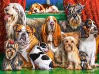 Bilde av Castorland Dog Club, 3000 Stykker, Dyr, 9 år