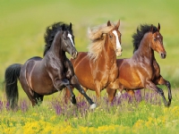 Michalczyk & Prokop Tredelt kalender - Landskapshester (T-105T-11)