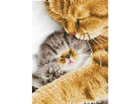 Diamond Dotz 36 x 46 cm – Katte