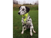 Trixie Sikkerhedshalstørklæde til hunde L-XL 43-60cm