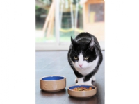 MASON CASH Keramikskål, 13 cm Kjæledyr - Katt - Mat- og vannskåler til katten