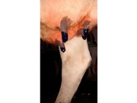 Maxi Dry Cow Teat Seal 250 ml Kjæledyr - Husdyr / Stall dyr