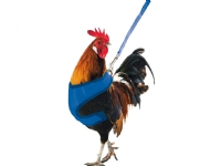 Gaun Chicken harness 1 st Kjæledyr - Dyr i hagen - Kyllinger - Tilbehør til kyllinger