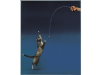 Cat Dancer 1 st Kjæledyr - Katt - Katteleker